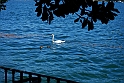 Lago di Como_216